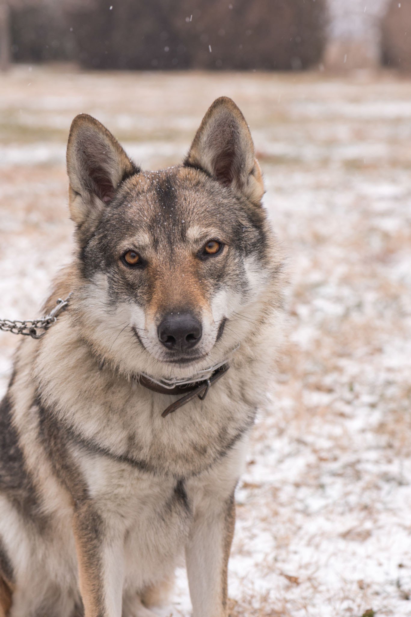 brown wolf hybrid.jpg