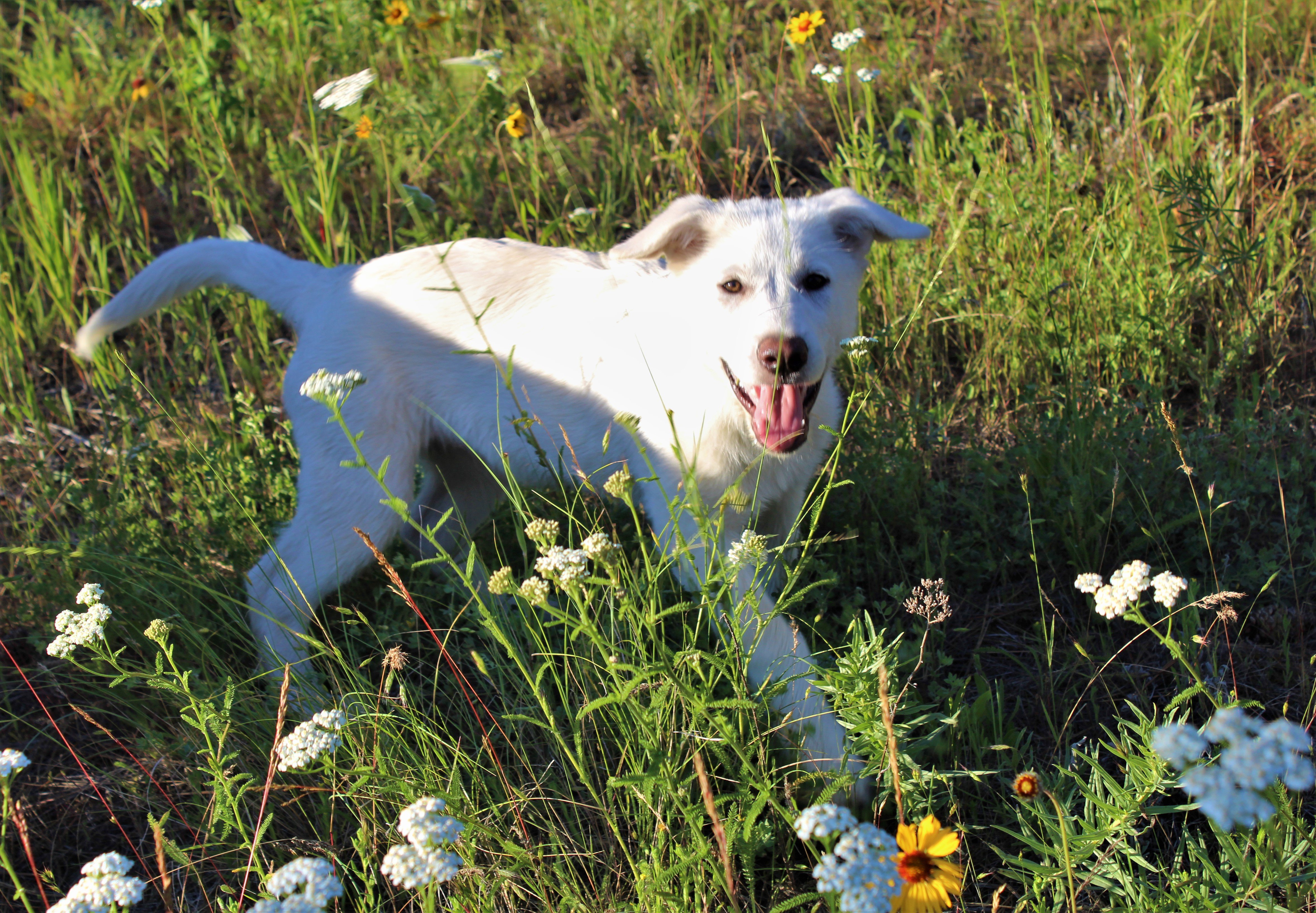 candy pup2.jpeg