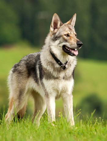 czech-wolfdog.jpg