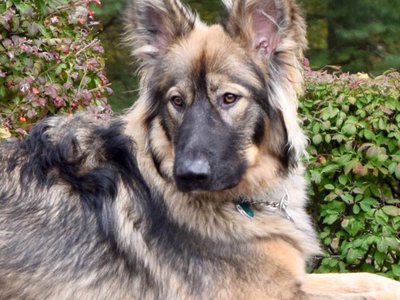 edsel Voom's von champ hamock.jpg side view.jpg