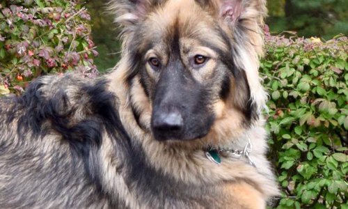 edsel Voom's von champ hamock.jpg side view.jpg