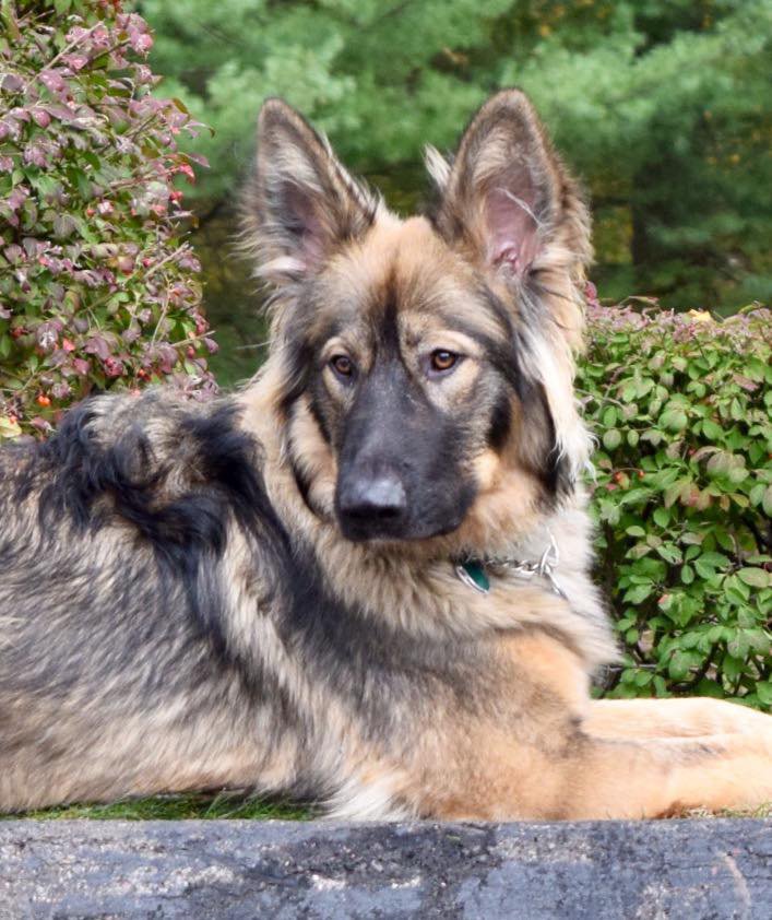 edsel Voom's von champ hamock.jpg side view.jpg