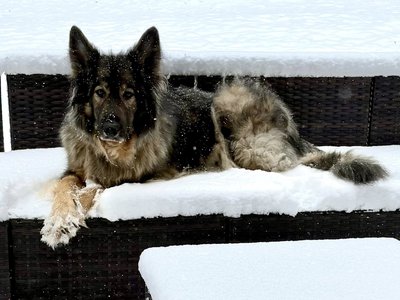 edsel Voom's von champ snow.jpg