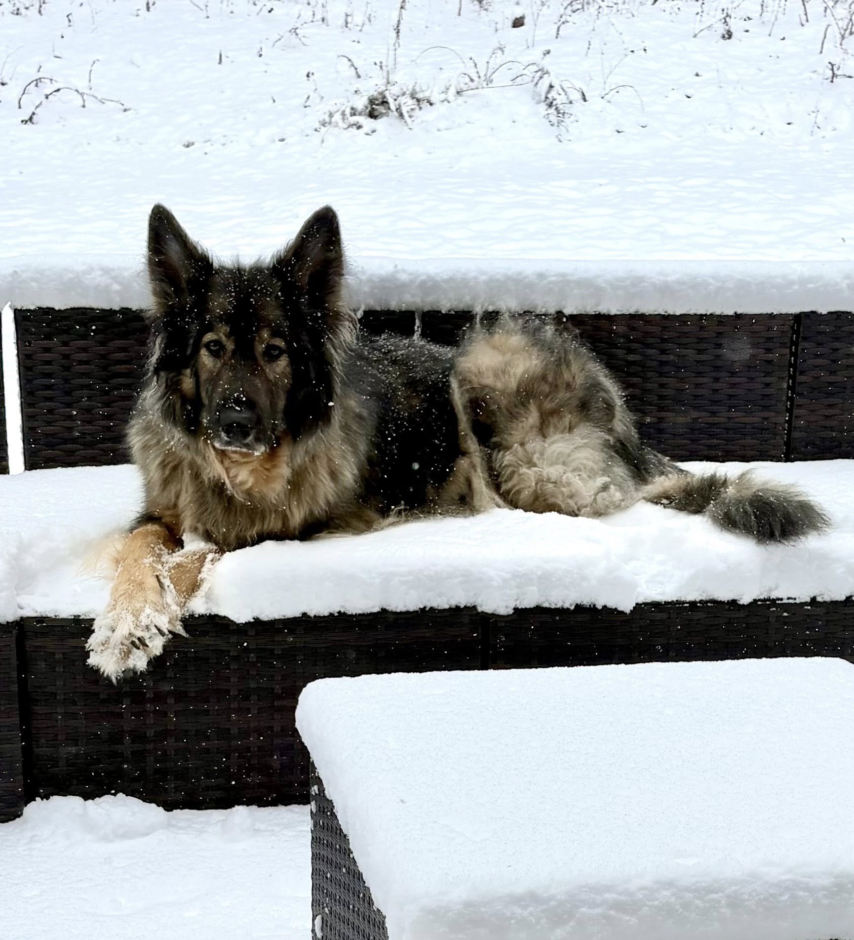 edsel Voom's von champ snow.jpg