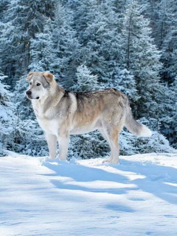 finnegan in snow forest.jpg