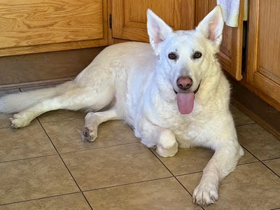 hedy lamar in kitchen.png