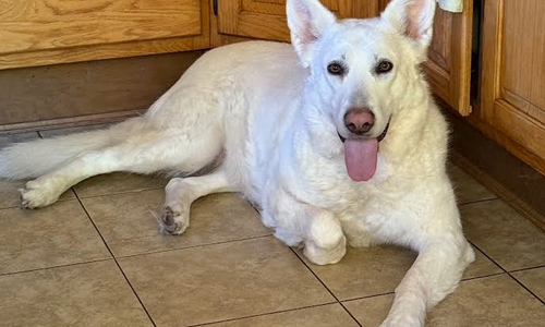hedy lamar in kitchen.png
