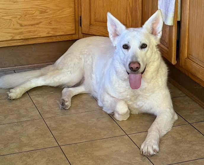 hedy lamar in kitchen.png