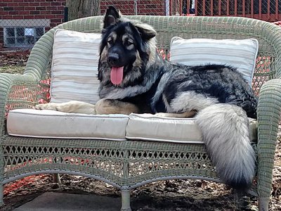 hercules on loveseat.jpg