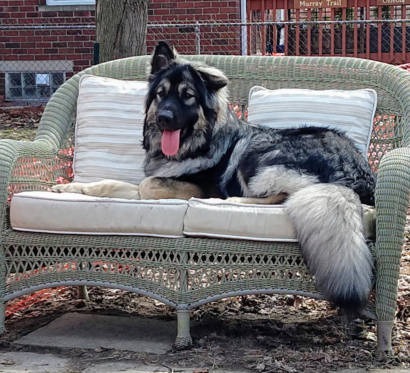 hercules on loveseat.jpg