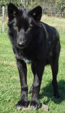 high content black wolf hybrid.jpg