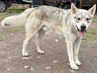 Muscle Car Litter - 1 year old - Monza - wolf pose