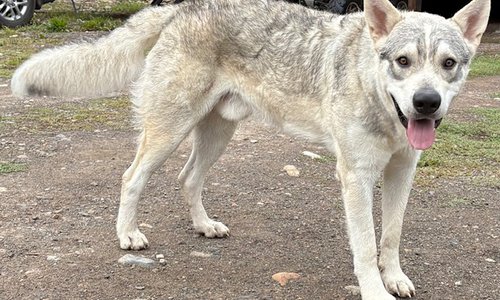 Muscle Car Litter - 1 year old - Monza - wolf pose