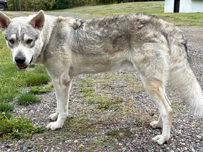 Muscle Car Litter - 1 year old - Monza - wolf pose 1