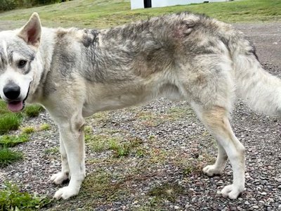 Muscle Car Litter - 1 year old - Monza - wolf pose crooked