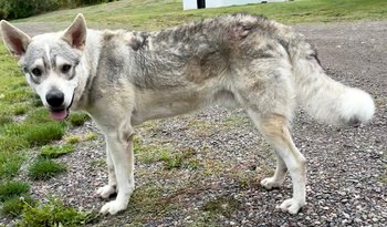 Muscle Car Litter - 1 year old - Monza - wolf pose crooked