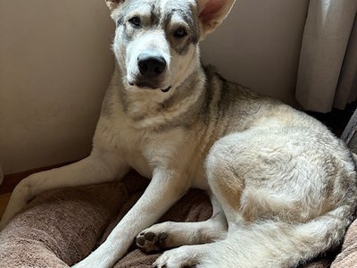 Copper (fka: Monza) at 9 months old