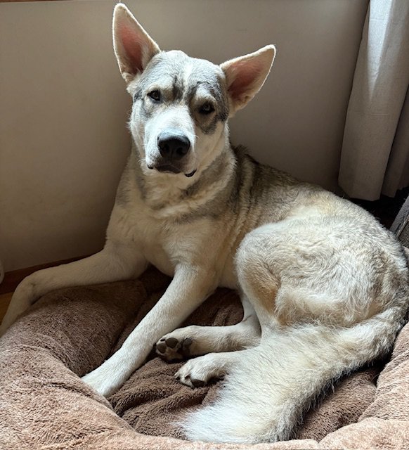 Copper (fka: Monza) at 9 months old
