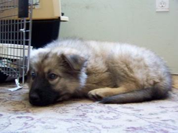 lacey pup1.jpg