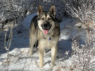 murdock in the snow.jpg cropped.jpg