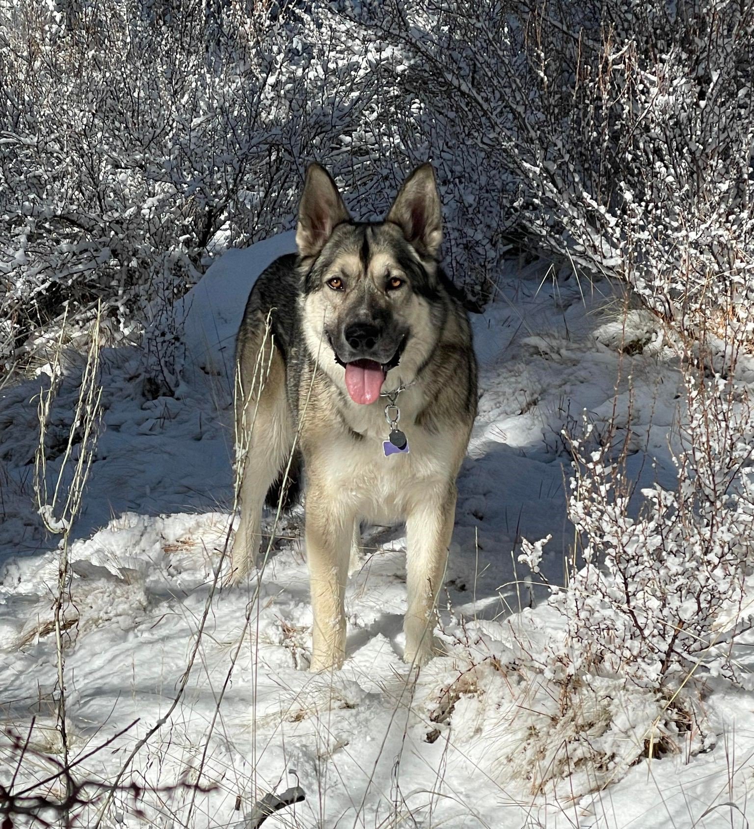 murdock in the snow.jpg cropped.jpg