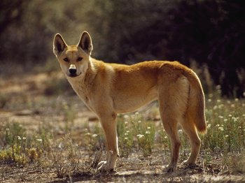 picture of a gold Dingo.jpg