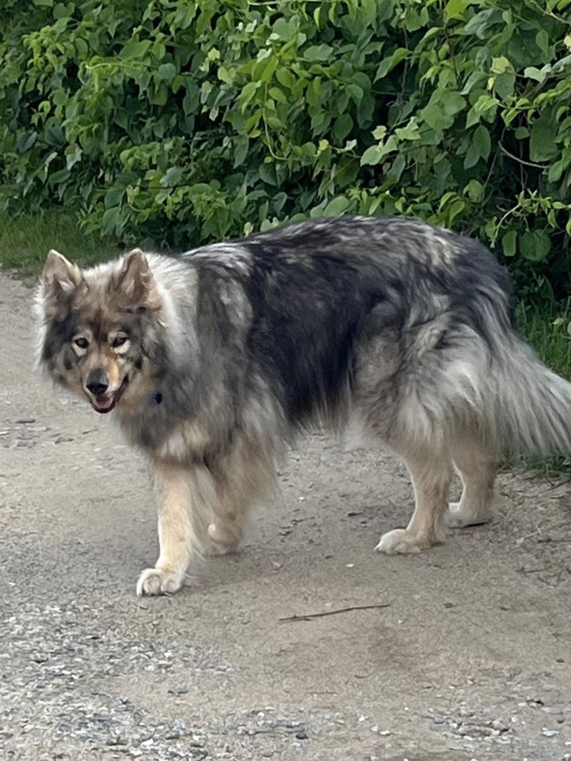 vixen standing sideways.jpg