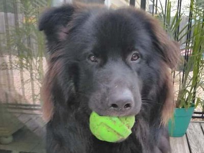 yogi with ball in spring.jpg