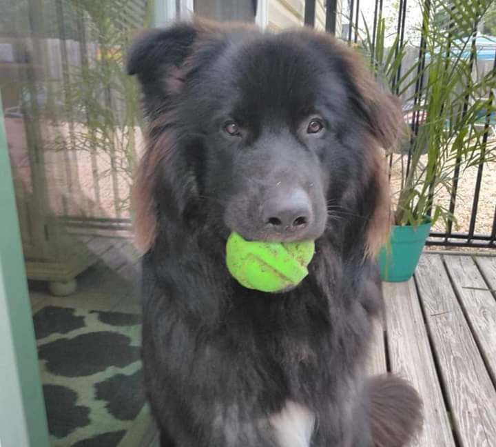 yogi with ball in spring.jpg